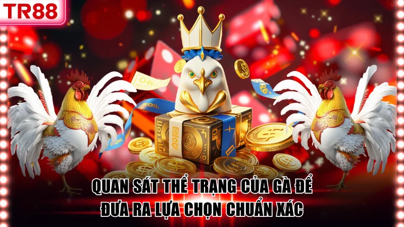 Quan sát thể trạng của gà để đưa ra lựa chọn chuẩn xác